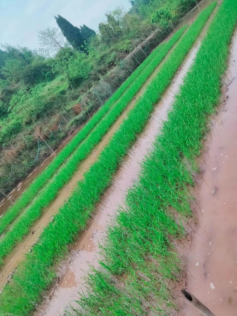 新2025澳门天天开好彩和水污染致秧苗死亡与水污染致秧苗死亡的原因